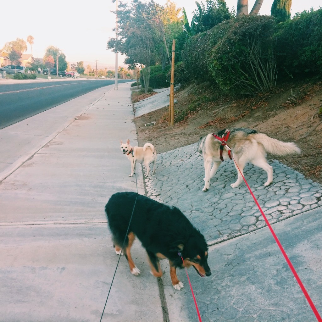 dogs