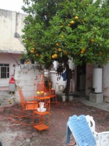 Orange trees